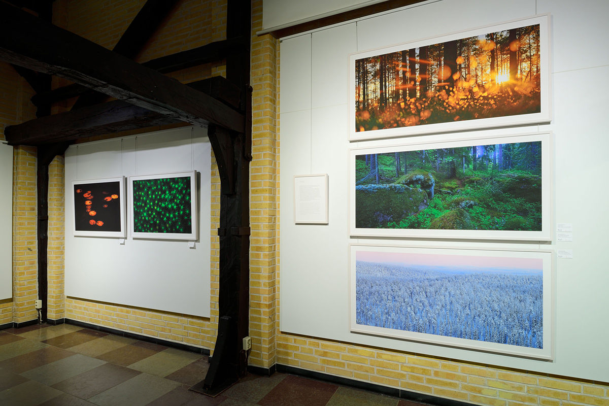 Bartocha-Bollmann_LYS_Stadtmuseum_Schleswig_12